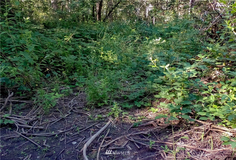 37 xx Military, Auburn, Washington 98001, ,Land,For Sale,Jovita Add,Military,NWM1882557