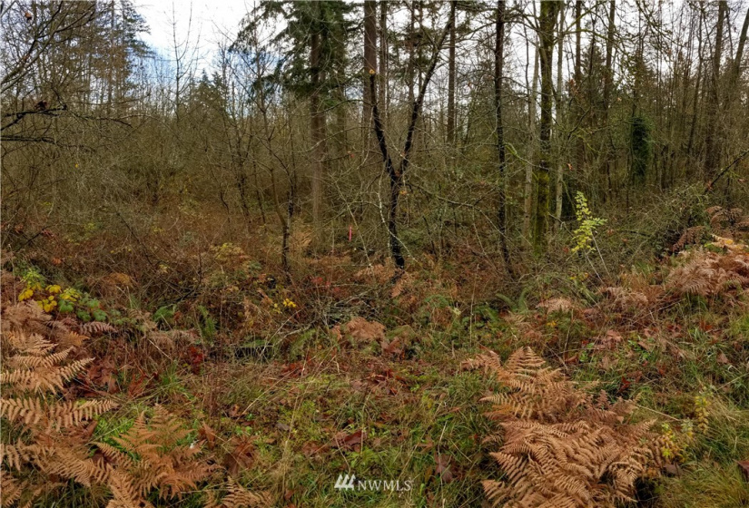 37 xx Military, Auburn, Washington 98001, ,Land,For Sale,Jovita Add,Military,NWM1882557