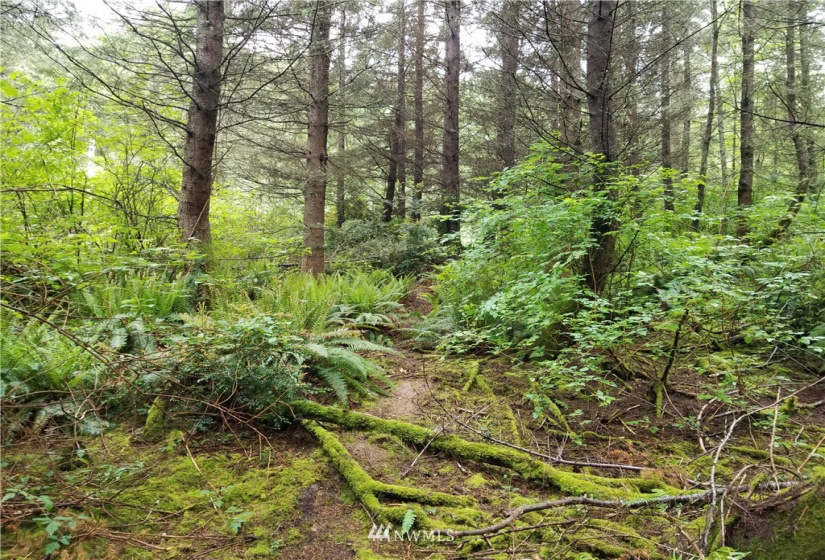 3400 Saratoga Ridge, Langley, Washington 98260, ,Land,For Sale,Saratoga Ridge Estates,Saratoga Ridge,NWM1882523