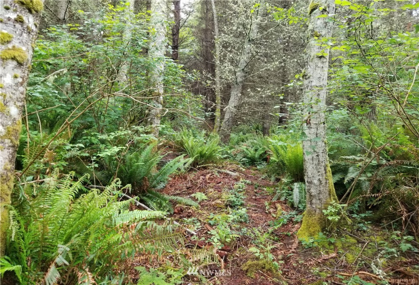 3400 Saratoga Ridge, Langley, Washington 98260, ,Land,For Sale,Saratoga Ridge Estates,Saratoga Ridge,NWM1882523