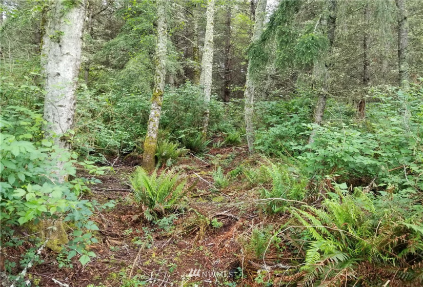 3400 Saratoga Ridge, Langley, Washington 98260, ,Land,For Sale,Saratoga Ridge Estates,Saratoga Ridge,NWM1882523