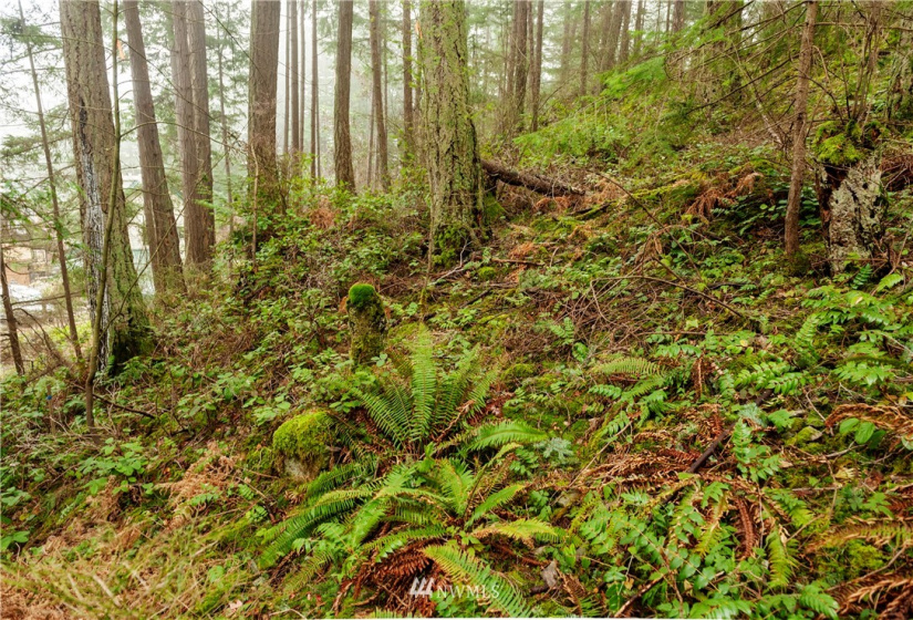 2861 Aiston Creek, Lummi Island, Washington 98262, ,Land,For Sale,LISE,Aiston Creek,NWM1882865