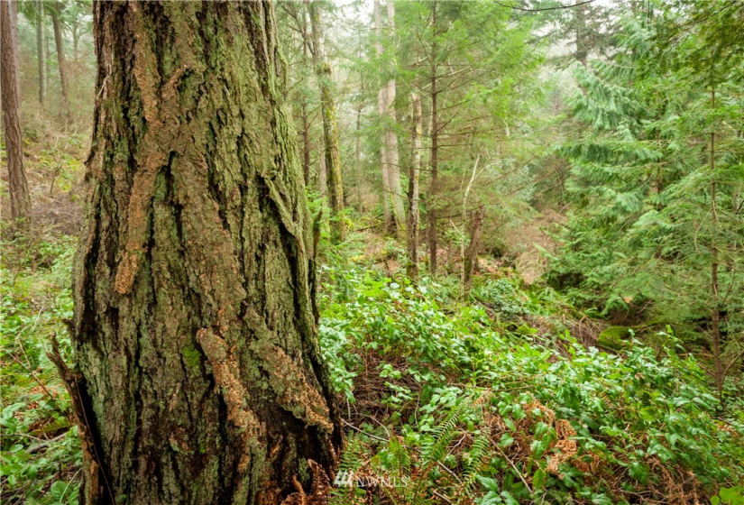 2861 Aiston Creek, Lummi Island, Washington 98262, ,Land,For Sale,LISE,Aiston Creek,NWM1882865