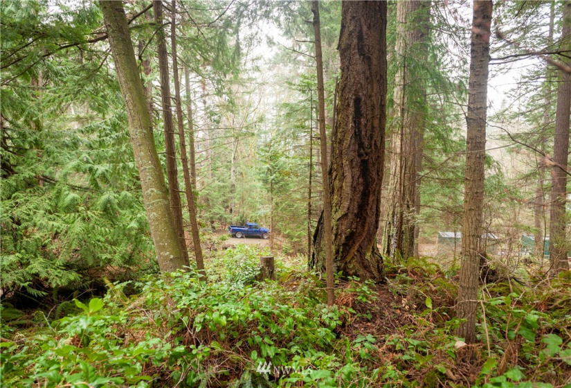 2861 Aiston Creek, Lummi Island, Washington 98262, ,Land,For Sale,LISE,Aiston Creek,NWM1882865