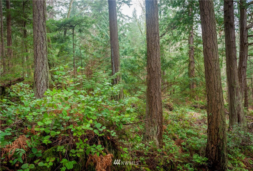 2861 Aiston Creek, Lummi Island, Washington 98262, ,Land,For Sale,LISE,Aiston Creek,NWM1882865