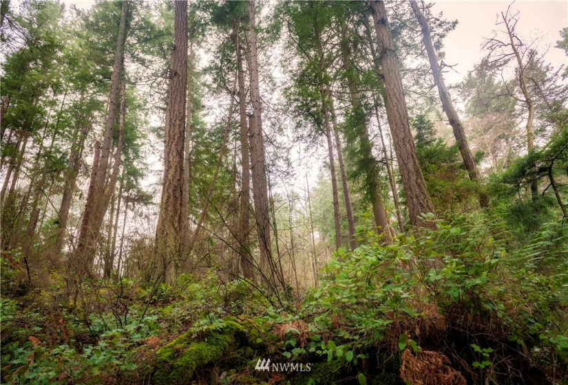2861 Aiston Creek, Lummi Island, Washington 98262, ,Land,For Sale,LISE,Aiston Creek,NWM1882865