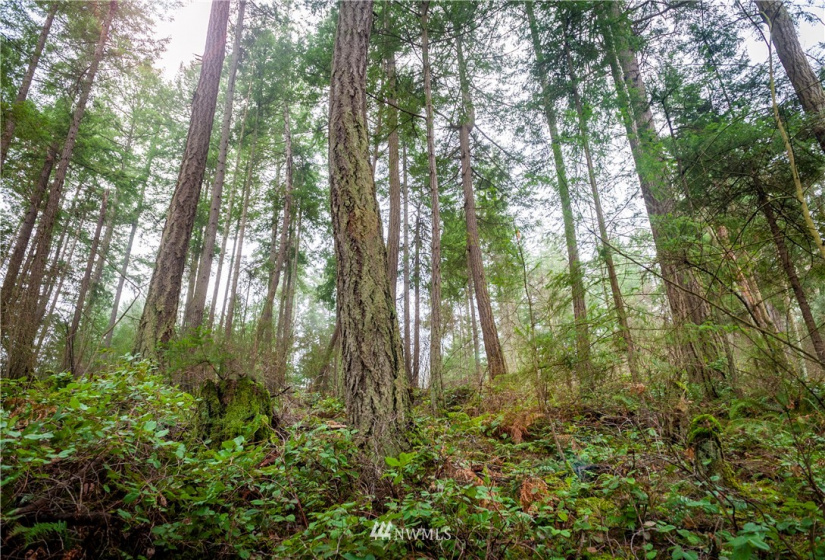 2861 Aiston Creek, Lummi Island, Washington 98262, ,Land,For Sale,LISE,Aiston Creek,NWM1882865