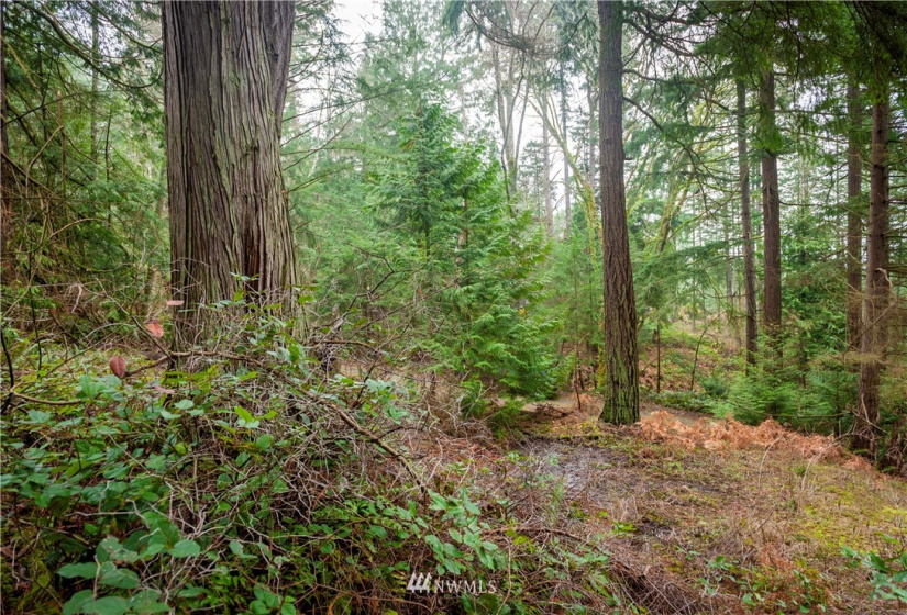 2861 Aiston Creek, Lummi Island, Washington 98262, ,Land,For Sale,LISE,Aiston Creek,NWM1882865