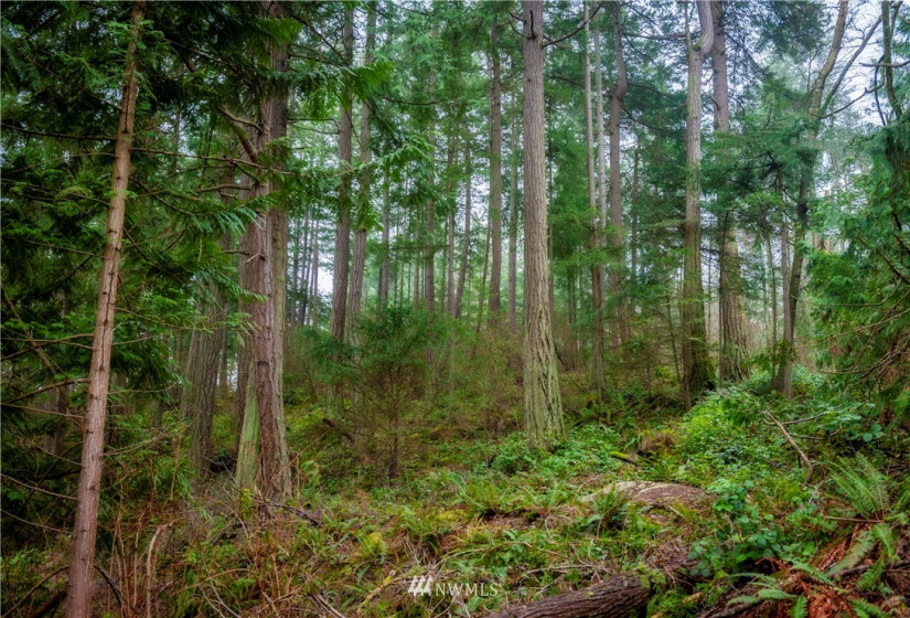 2861 Aiston Creek, Lummi Island, Washington 98262, ,Land,For Sale,LISE,Aiston Creek,NWM1882865