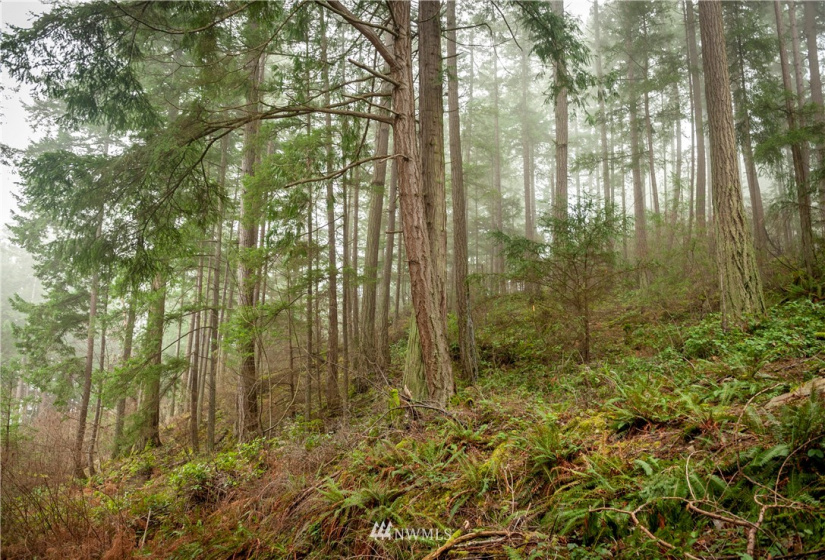2861 Aiston Creek, Lummi Island, Washington 98262, ,Land,For Sale,LISE,Aiston Creek,NWM1882865