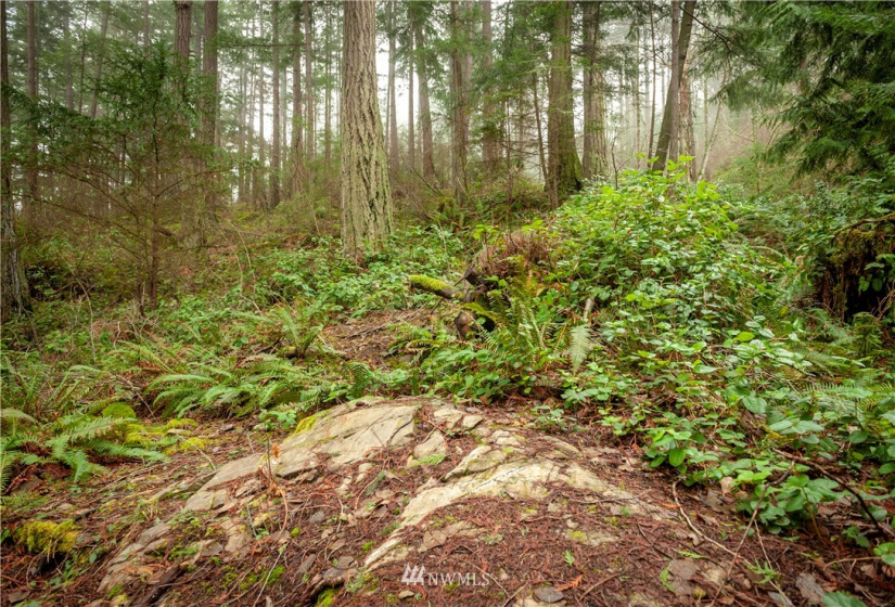 2861 Aiston Creek, Lummi Island, Washington 98262, ,Land,For Sale,LISE,Aiston Creek,NWM1882865
