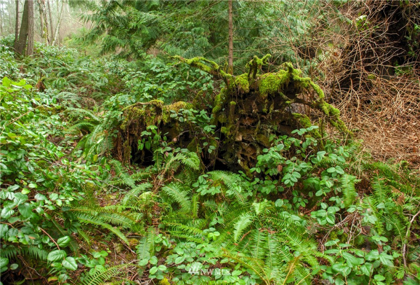 2861 Aiston Creek, Lummi Island, Washington 98262, ,Land,For Sale,LISE,Aiston Creek,NWM1882865