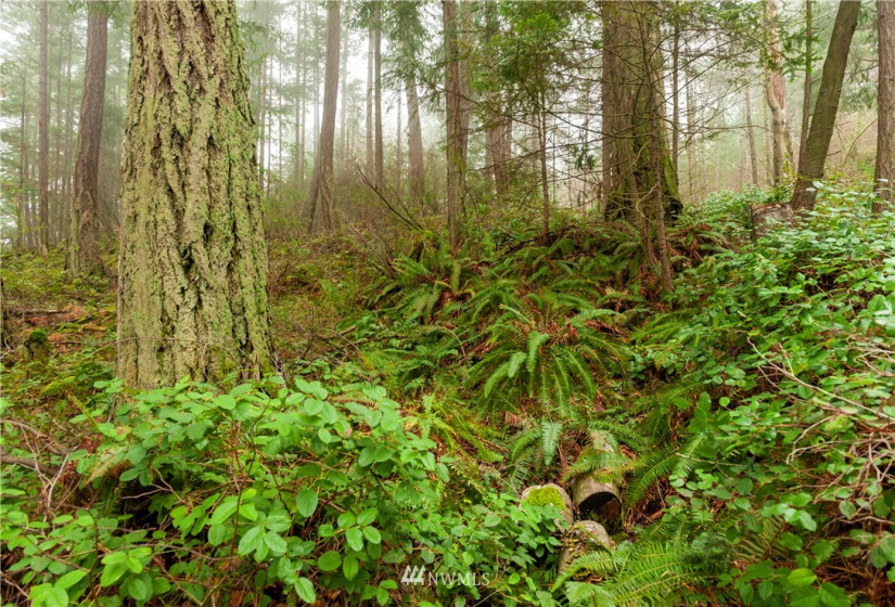 2861 Aiston Creek, Lummi Island, Washington 98262, ,Land,For Sale,LISE,Aiston Creek,NWM1882865