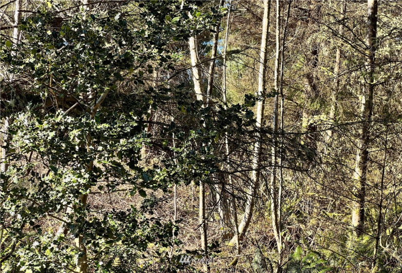 21 XX Reservoir, Ilwaco, Washington 98624, ,Land,For Sale,SA-HA-LEE,Reservoir,NWM1881786