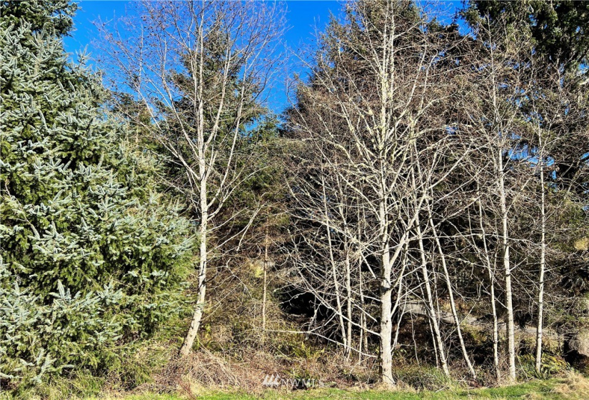 21 XX Reservoir, Ilwaco, Washington 98624, ,Land,For Sale,SA-HA-LEE,Reservoir,NWM1881786