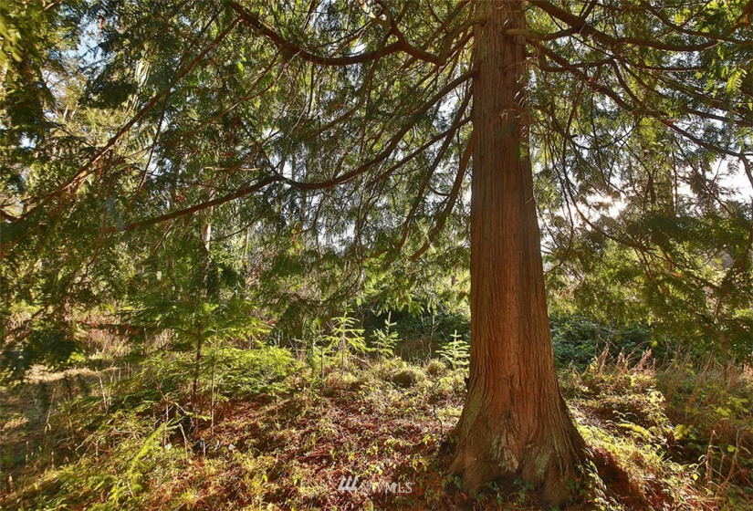 0 XXX Fish, Freeland, Washington 98249, ,Land,For Sale,Fish,NWM1882318