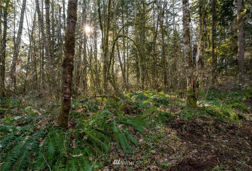 0 Belmore, Tumwater, Washington 98512, ,Land,For Sale,Belmore,NWM1882856