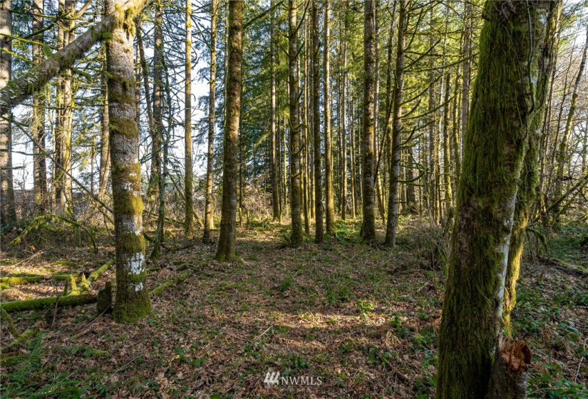 0 Belmore, Tumwater, Washington 98512, ,Land,For Sale,Belmore,NWM1882856