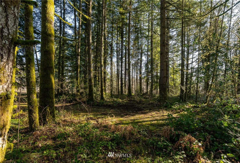 0 Belmore, Tumwater, Washington 98512, ,Land,For Sale,Belmore,NWM1882856