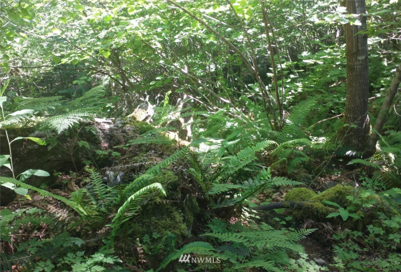 534 Cannon, Packwood, Washington 98361, ,Land,For Sale,Cannon,NWM1883124