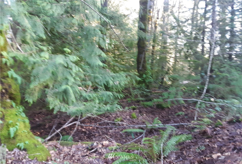 1 Earsley, Shelton, Washington 98584, ,Land,For Sale,Buzzard Bay,Earsley,NWM1882879