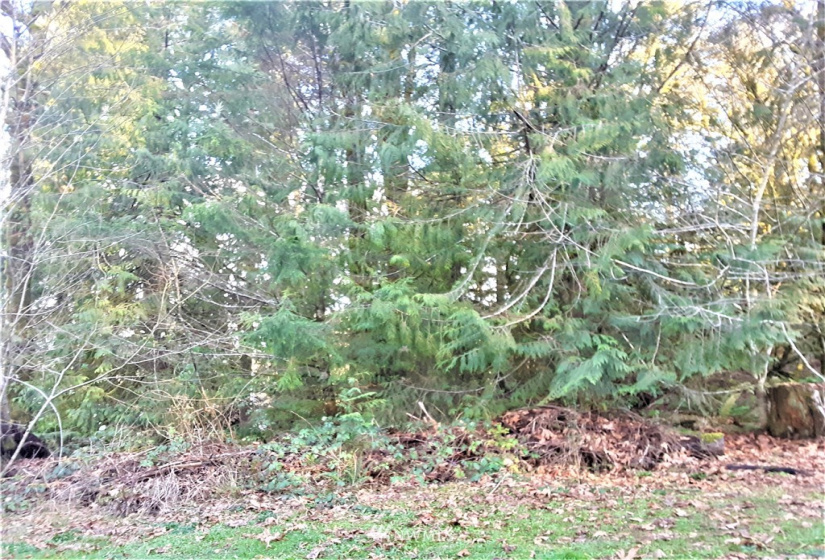 1 Earsley, Shelton, Washington 98584, ,Land,For Sale,Buzzard Bay,Earsley,NWM1882879