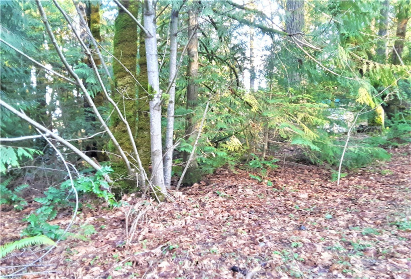 1 Earsley, Shelton, Washington 98584, ,Land,For Sale,Buzzard Bay,Earsley,NWM1882879