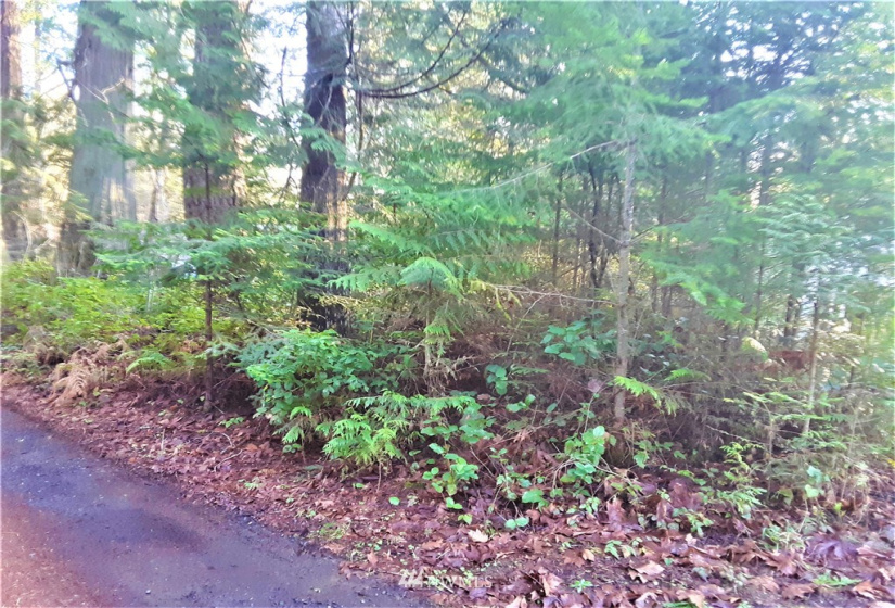 1 Earsley, Shelton, Washington 98584, ,Land,For Sale,Buzzard Bay,Earsley,NWM1882879