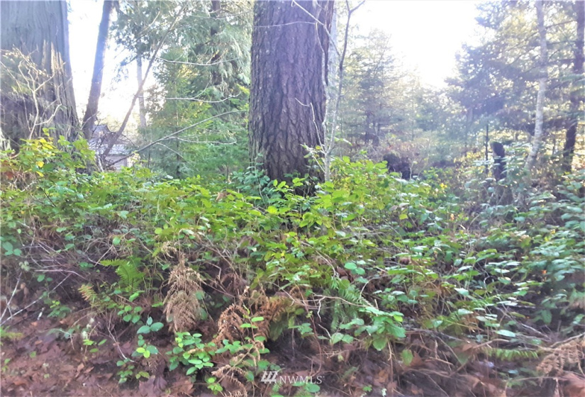 1 Earsley, Shelton, Washington 98584, ,Land,For Sale,Buzzard Bay,Earsley,NWM1882879