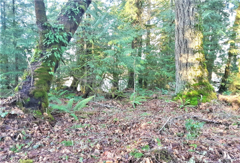 1 Earsley, Shelton, Washington 98584, ,Land,For Sale,Buzzard Bay,Earsley,NWM1882879