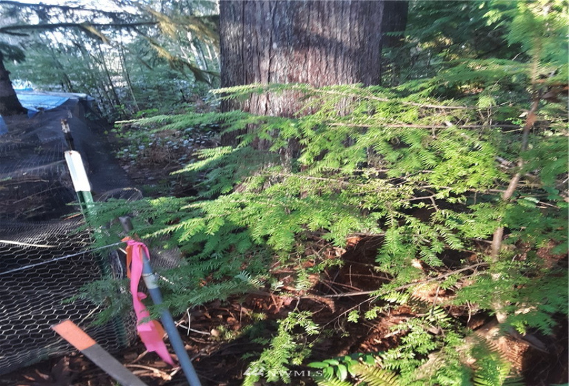 1 Earsley, Shelton, Washington 98584, ,Land,For Sale,Buzzard Bay,Earsley,NWM1882879