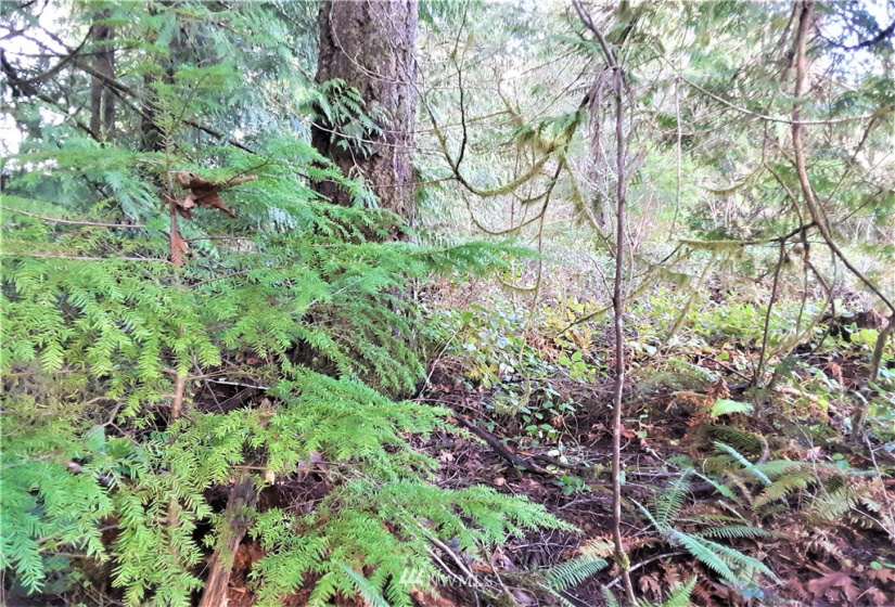 1 Earsley, Shelton, Washington 98584, ,Land,For Sale,Buzzard Bay,Earsley,NWM1882879