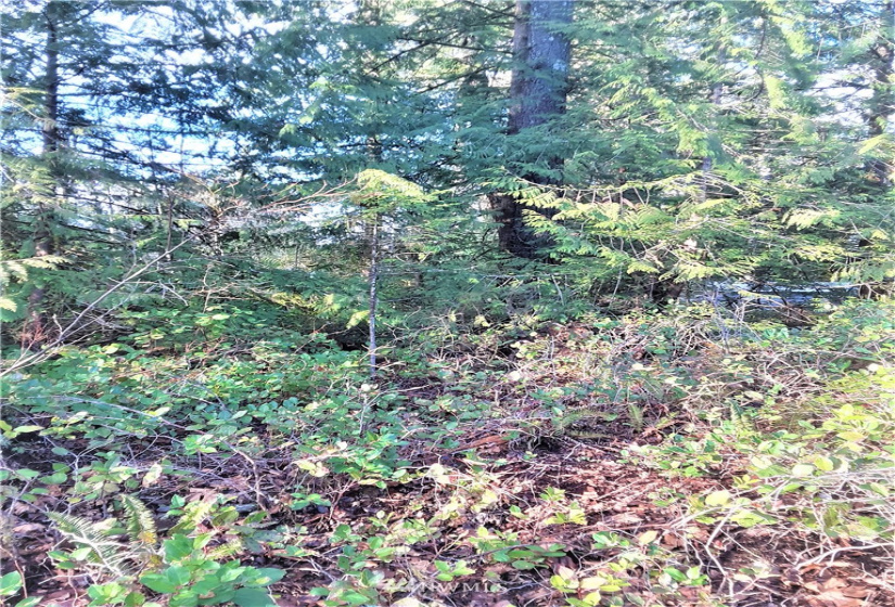 1 Earsley, Shelton, Washington 98584, ,Land,For Sale,Buzzard Bay,Earsley,NWM1882879