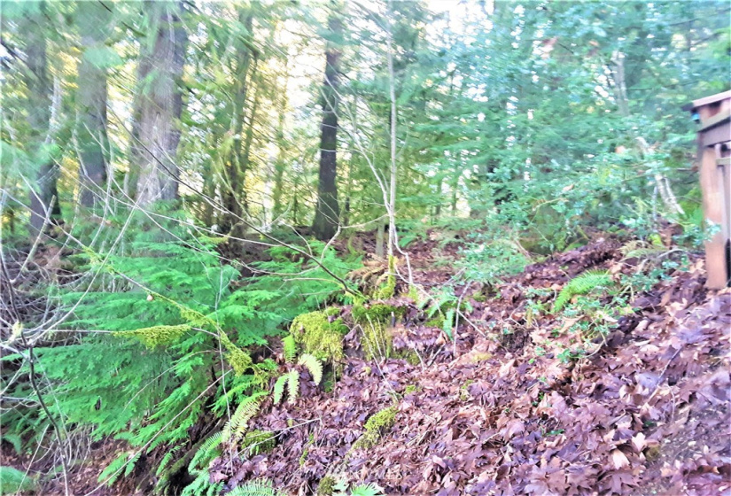 1 Earsley, Shelton, Washington 98584, ,Land,For Sale,Buzzard Bay,Earsley,NWM1882879