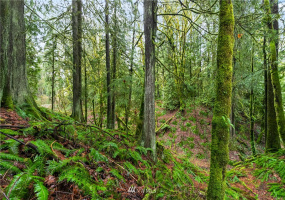 9500 Mt Baker Highway, Deming, Washington 98244, ,Land,For Sale,Mt Baker Highway,NWM1882621