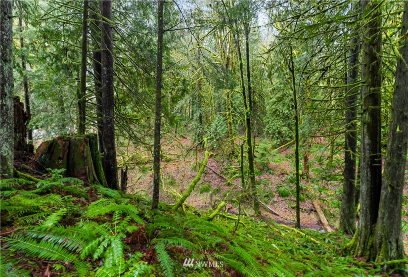 9500 Mt Baker Highway, Deming, Washington 98244, ,Land,For Sale,Mt Baker Highway,NWM1882621