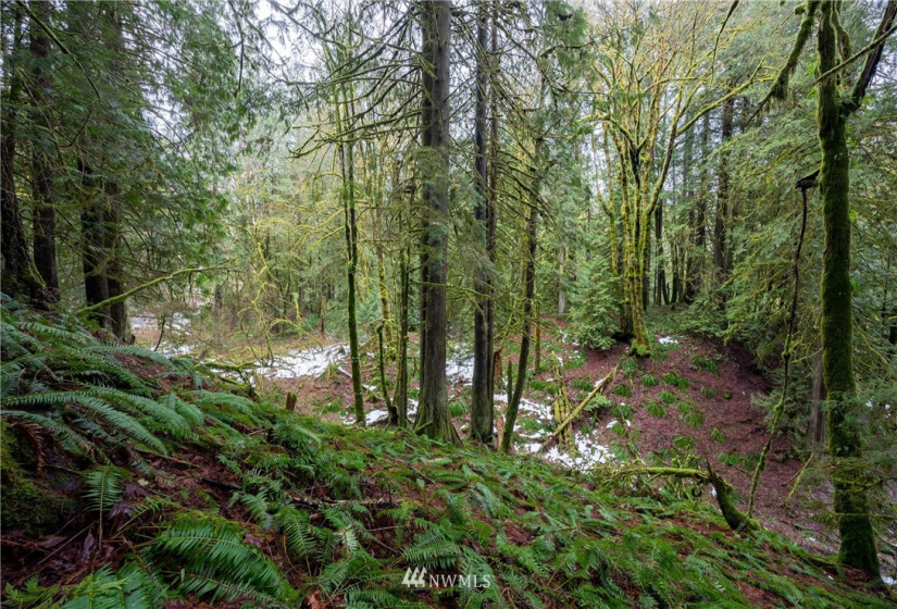 9500 Mt Baker Highway, Deming, Washington 98244, ,Land,For Sale,Mt Baker Highway,NWM1882621