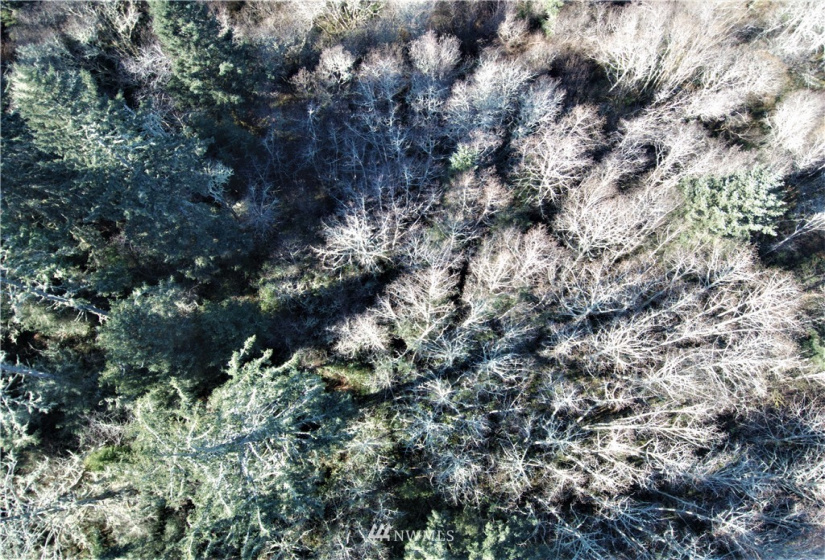 38807 Stackpole, Oysterville, Washington 98641, ,Land,For Sale,Stackpole,NWM1882932