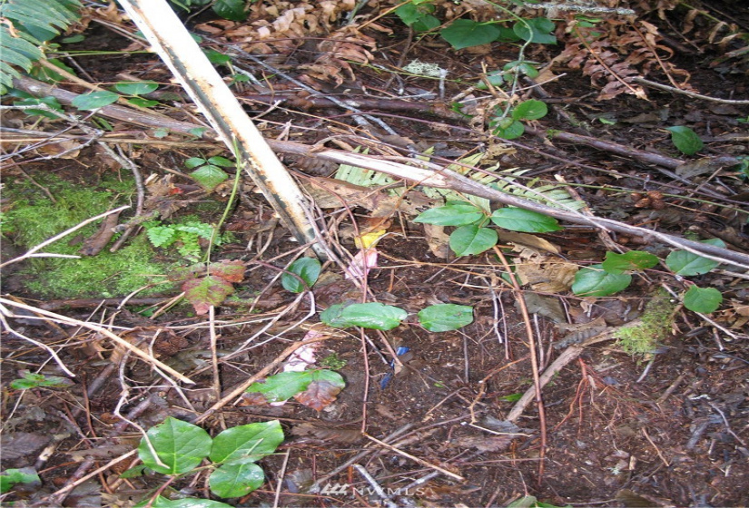 38807 Stackpole, Oysterville, Washington 98641, ,Land,For Sale,Stackpole,NWM1882932