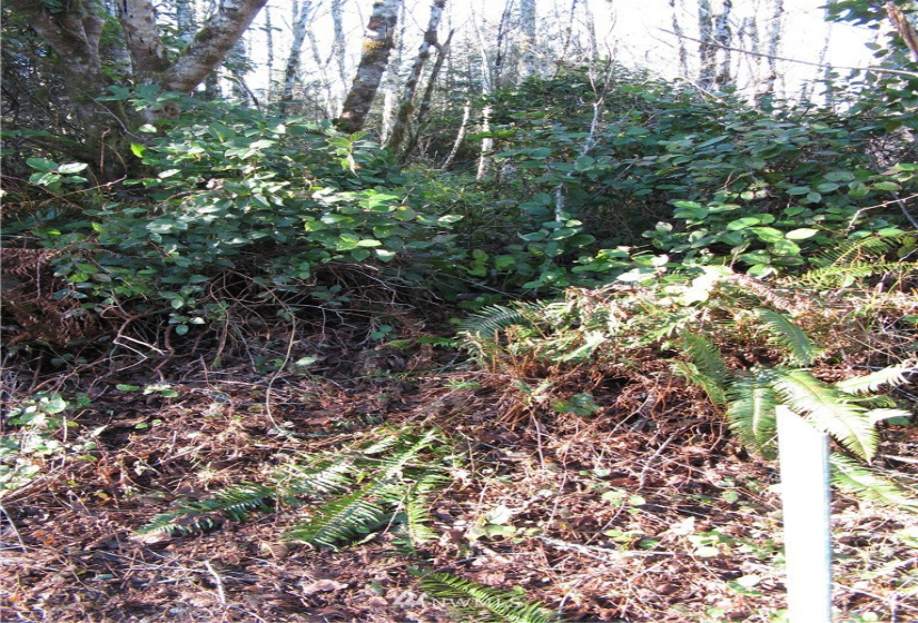 38807 Stackpole, Oysterville, Washington 98641, ,Land,For Sale,Stackpole,NWM1882932