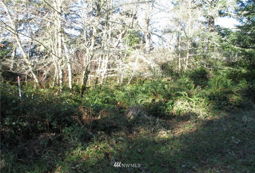 38807 Stackpole, Oysterville, Washington 98641, ,Land,For Sale,Stackpole,NWM1882932