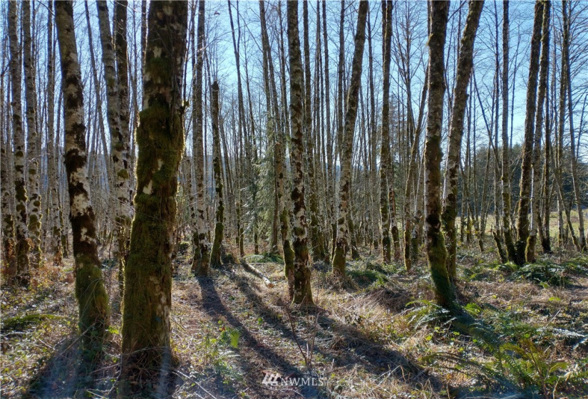 0 State Route 508, Onalaska, Washington 98570, ,Land,For Sale,State Route 508,NWM1881591