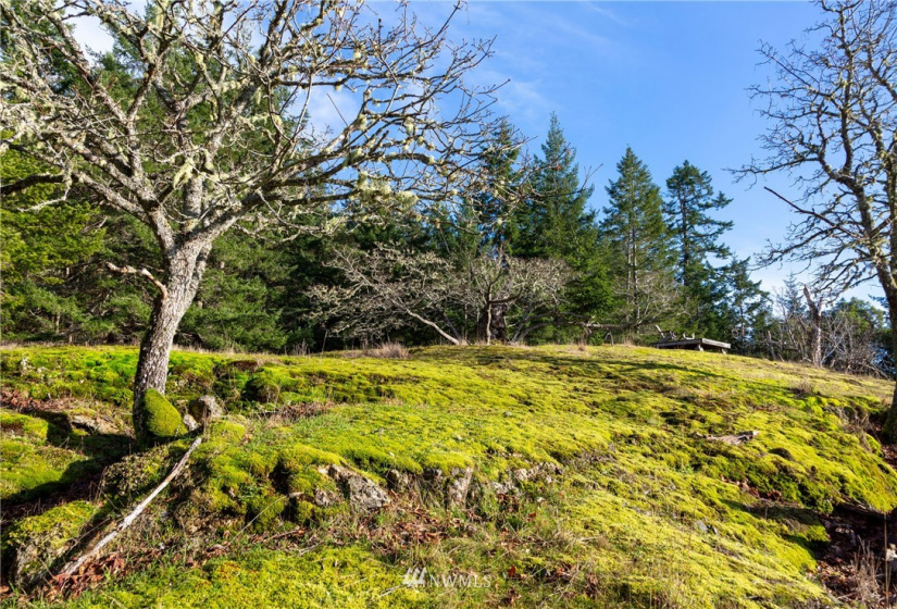 0 Mt. Dallas, San Juan Island, Washington 98250, ,Land,For Sale,Manfred C. Vernon,Mt. Dallas,NWM1883361