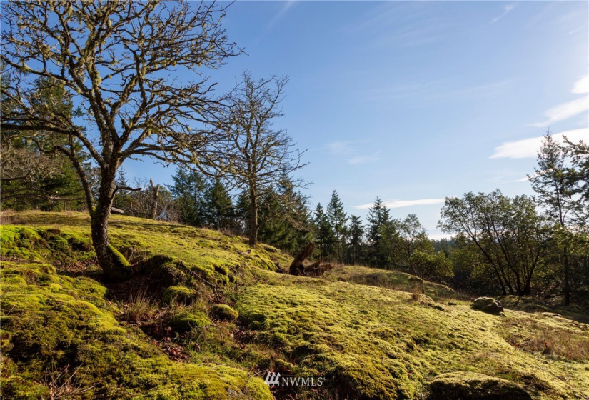 0 Mt. Dallas, San Juan Island, Washington 98250, ,Land,For Sale,Manfred C. Vernon,Mt. Dallas,NWM1883361