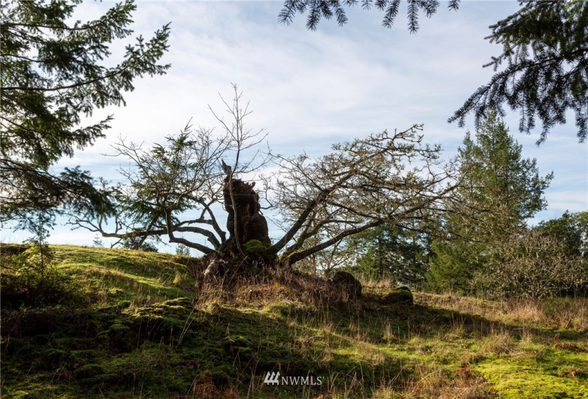 0 Mt. Dallas, San Juan Island, Washington 98250, ,Land,For Sale,Manfred C. Vernon,Mt. Dallas,NWM1883361