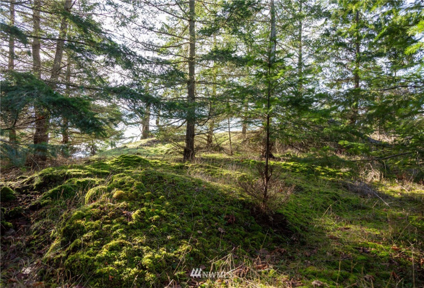 0 Mt. Dallas, San Juan Island, Washington 98250, ,Land,For Sale,Manfred C. Vernon,Mt. Dallas,NWM1883361