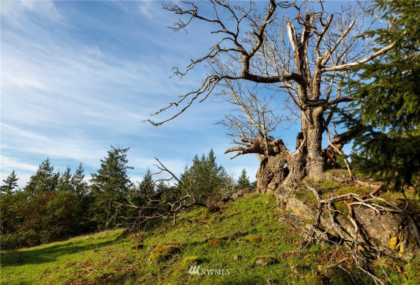 0 Mt. Dallas, San Juan Island, Washington 98250, ,Land,For Sale,Manfred C. Vernon,Mt. Dallas,NWM1883361