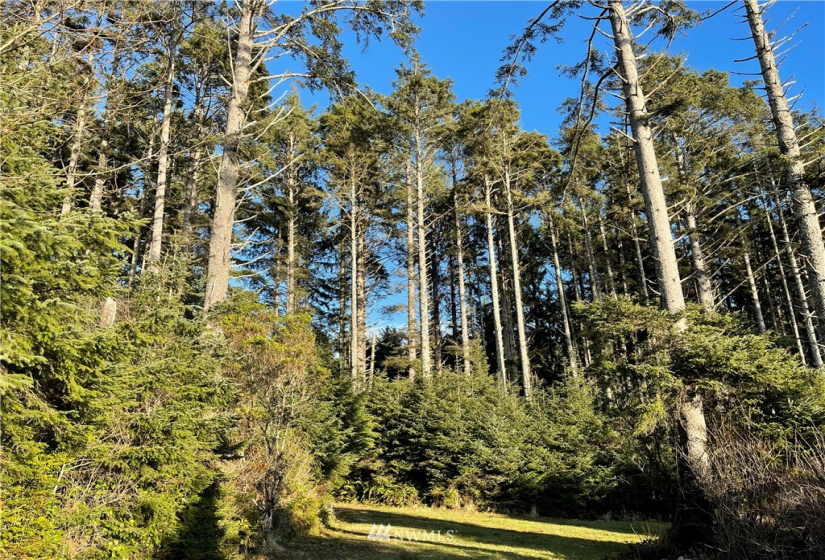 9 -10 Lot Roosevelt Beach, Pacific Beach, Washington 98571, ,Land,For Sale,ROOSEVELT BEACH,Roosevelt Beach,NWM1883370