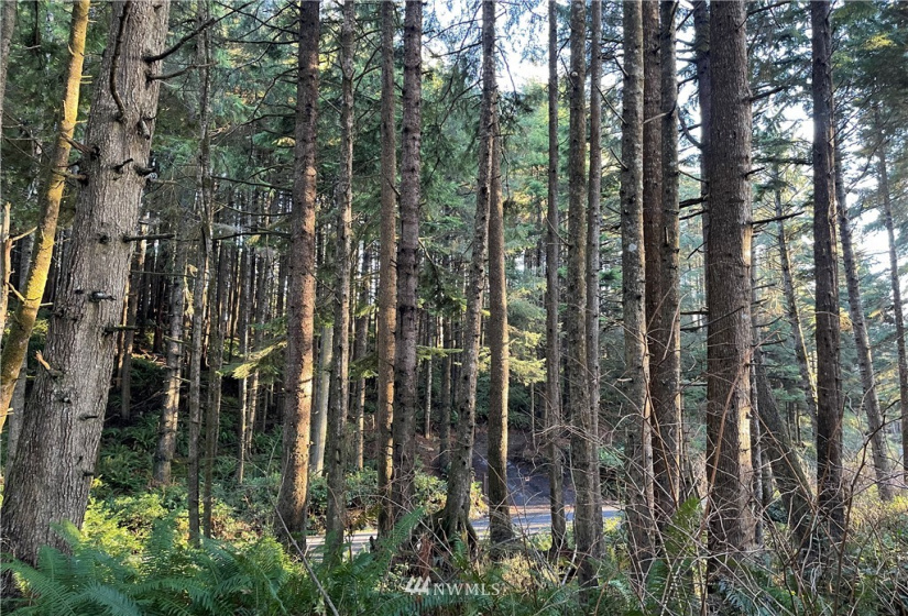 9 -10 Lot Roosevelt Beach, Pacific Beach, Washington 98571, ,Land,For Sale,ROOSEVELT BEACH,Roosevelt Beach,NWM1883370