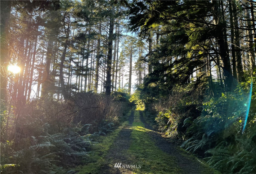 9 -10 Lot Roosevelt Beach, Pacific Beach, Washington 98571, ,Land,For Sale,ROOSEVELT BEACH,Roosevelt Beach,NWM1883370